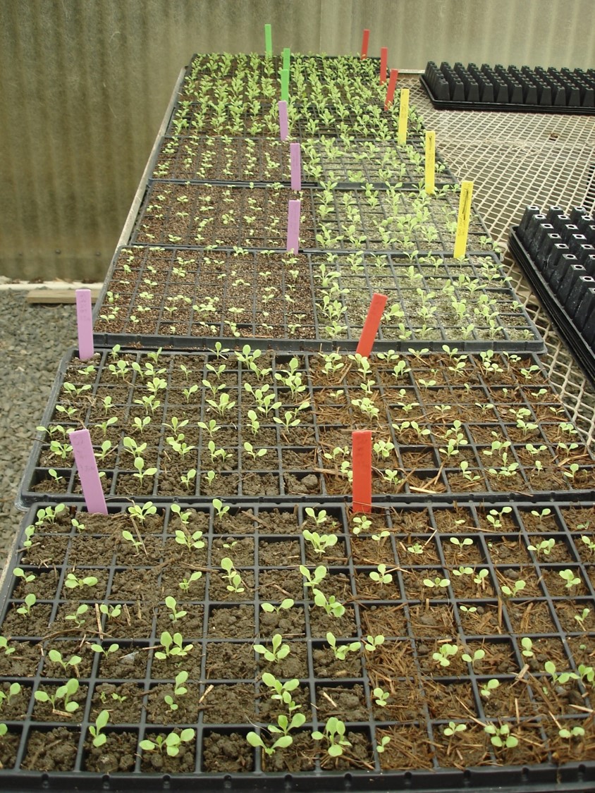 Seedlings grown in biofloc solids mix